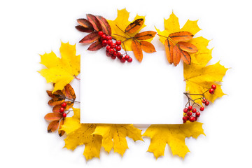 Poster - Autumn composition. Paper blank , yellow and red leaves of maple and rowan, berries on white background