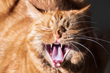 Adult Orange Cat Caught With The Mouth Open, Mid Yawn; Fangs, Upper Teeth And Pink Tongue Visible