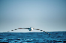 Albatross In Flight, Front View.  Shy Albatross Or Shy Mollymawk, Scientific Name : Thalassarche Cauta.