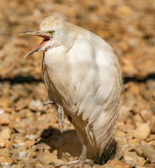 Wall Mural - small white egret yelling