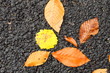 © Tatiana - Beech tree leaves and spen tree leaf isolated on black asphalt