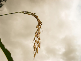 Rice grain yellow gold color field. Ripe ears of rice with blurred background of the field. Rice cereal in paddy close up. Macro