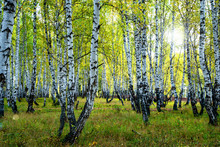 Summer Scene In A Birch Forest Lit By The Sun. Summer Landscape With Green Birch Forest. White Birches And Green Leaves