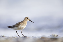 A Dunlin (Calidris Alpina) Resting And Foraging During Migration On The Beach Of Usedom Germany.	