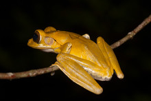 Arboreal Frog From Sri Lanka