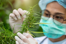 Female Scientist In A Hemp Field Checking Plants And Flowers, Alternative Herbal Medicine Concept, Marijuana Research, Cbd Cannabis Oil,   Pharmaceptical Industry.