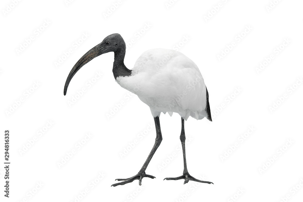 african sacred ibis isolated on white - obrazy, fototapety, plakaty 