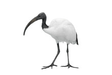 African Sacred Ibis Isolated On White