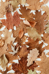 Wall Mural - Autumn, fall composition. Beautiful background of brown, orange, beige dried leaves. Creative fall pattern. Flat lay, top view.