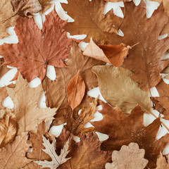 Wall Mural - Autumn, fall composition. Beautiful background of brown, orange, beige dried leaves. Creative autumn pattern, postcard. Flat lay, top view.