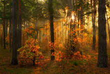 Autumn Forest. Nice Morning Walk In Nature. Autumn Painted Trees With Its Magical Colors. Sunlight Shines In The Branches Of Trees.
