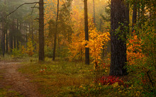 Autumn Forest. Pleasant Walk In The Nature. Autumn Painted Trees With Its Magical Colors.