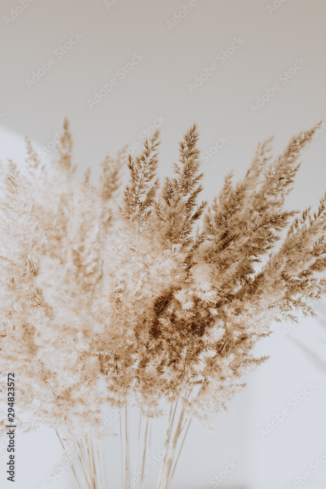Beige reeds agains white wall. Beautiful pattern with neutral colors. Minimal, stylish, trend concept. Parisian vibes. - obrazy, fototapety, plakaty 