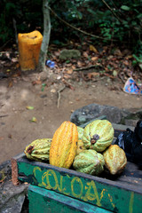 Wall Mural - Cocoa beans for sale in Ghana