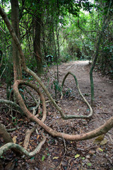 Wall Mural - Giant plant roots at the Kakum National Park, near Cape Coast, Ghana