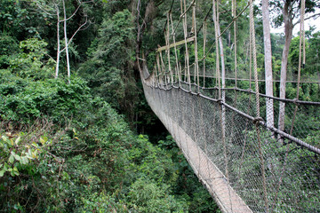 Wall Mural - Canopy Walkway Rope Bridge at the Kakum National Park near Cape Coast, Ghana