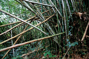 Wall Mural - Giant Bamboo Plant at the Kakum National Park, near Cape Coast, Ghana