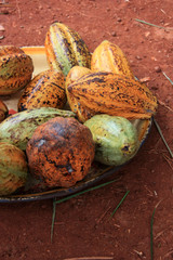 Wall Mural - Cocoa beans in a bowl on the ground