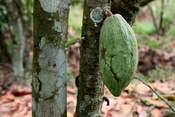 Wall Mural - Cocoa Bean on a tree at the Kakum National Park, near Cape Coast, Ghana