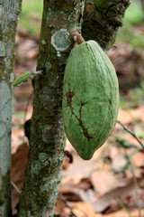 Wall Mural - Cocoa Bean on a tree at the Kakum National Park, near Cape Coast, Ghana