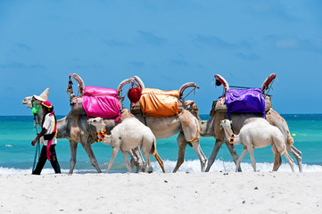 Tunisia. Djerba island. Beach of Sidi Mehrez. Camels use for sightseeing tours