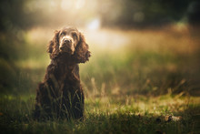 Portrait Of A Brown Cocker Puppy Isolated From The Background