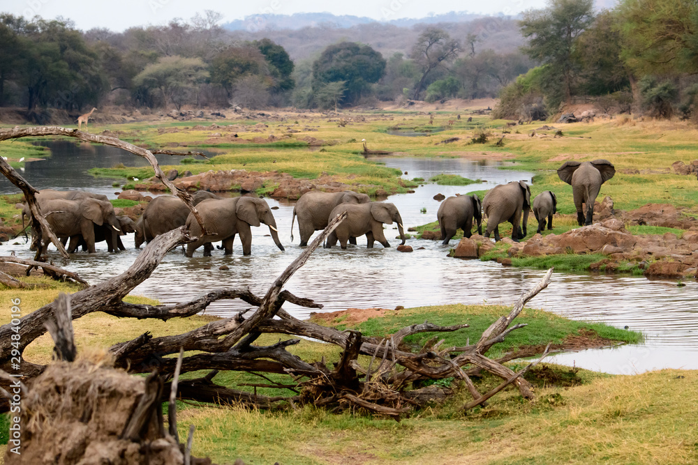 African elephants in a safari landscape - obrazy, fototapety, plakaty 