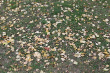  Autumn Top View On Grass, Fallen Leaves