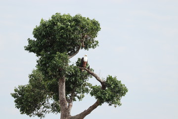eagle in a tree.