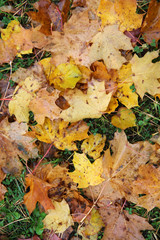Wall Mural - colorful autumn leaves on wet ground