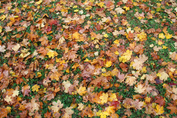 Wall Mural - colorful autumn leaves on wet ground