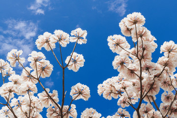 White trumpet tree under a blue sky.