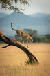 Cheetah walks down leaning tree in grassland