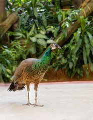 Wall Mural - A Peahen, female peacock.  Peacocks are considered to be one of the most gorgeous and amazing birds on Earth. Due to its exquisite appearance, peacock anciently kept at home.