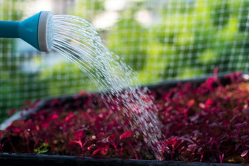 Wall Mural - Watering plants in flowerpot.