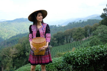 Poster - woman collecting fresh tea leaves from the tea farm