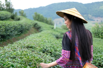 Sticker - woman picking tea leaves in tea plantation