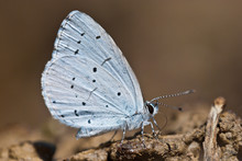 Holly Blue (Celastrina Argiolus) Butterfly Sucks Mineral Salts And Other Nutrients Out Of The Moist Soil And Shows The Bottom Side Of The Wings.