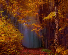 Autumn Forest In The Fog. Mystical Lonely Beech Forest.
