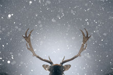 Beautiful White-tailed Deer In Winter. Christmas Concept.