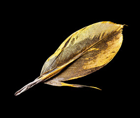 Wall Mural - The feather is covered with gold paint close-up. Pen for calligraphy. Golden feather.