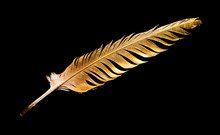 The Feather Is Covered With Gold Paint Close-up. Pen For Calligraphy. Golden Feather.
