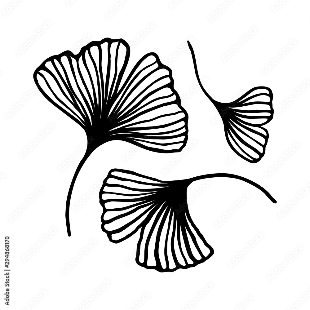 Set of Ginkgo biloba leaf hand drawn contour line. Vector Floral art in a  Trendy Minimalist Style. Stock Vector | Adobe Stock, image size:1000x1000