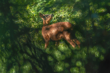 Wall Mural - Roe deer in sunny meadow hidden behind bushes.