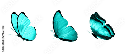 Fotomural blue flying tropical butterflies