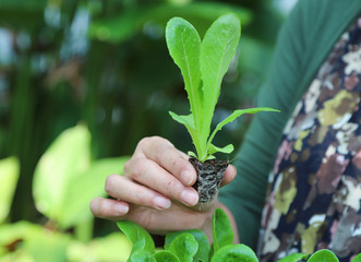 Wall Mural - Closeup of cos vegetable sprout showing by woman's hand with natural background.