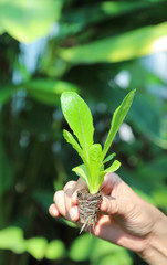 Wall Mural - Closeup of cos vegetable sprout showing by woman's hand with natural background. Vertical view.