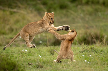 Lion Cubs Playing In Savannah, Masai Mara, Kenya