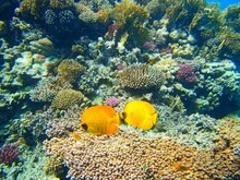 Closeup Underwater Shot Of Two Yellow Fish With Black Eyes And Corals In The Background
