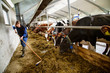© FOLIO - Farmer sweeping hay for cows in barn